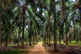 Naklejka drzewa azja ścieżka tropikalny