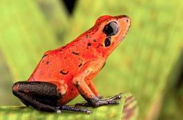 Plakat żaba kostaryka dżungla płaz