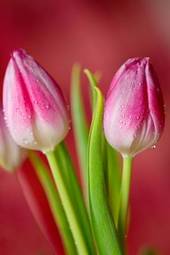 Plakat ogród tulipan natura piękny