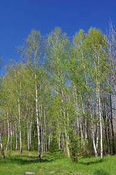 Plakat błękitne niebo brzoza las sprężyna 