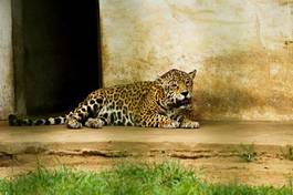 Plakat natura pantera jaguar duży maja