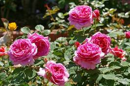 Plakat ogród kwiat rose ogrodnictwo