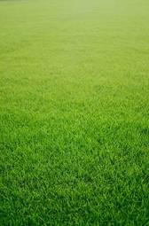 Plakat trawa łąka piłka nożna ogród