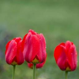 Plakat park lato piękny tulipan świeży