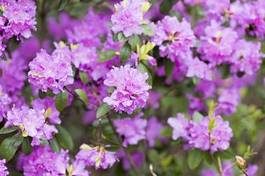 Fotoroleta natura kwiat fioletowy