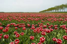 Plakat tulipan wieś perspektywa spokojny