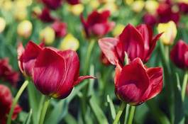 Plakat natura wiejski rolnictwo tulipan