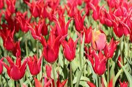 Naklejka tulipan pąk piękny miłość