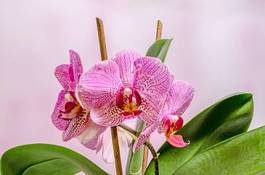 Plakat storczyk piękny kwitnący fiołek orhidea