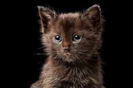 Obraz na płótnie czekoladowy kociak na czarnym tle