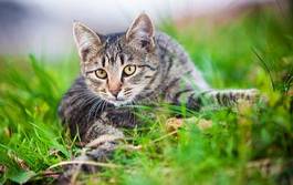 Naklejka młody kot w trawie