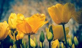 Plakat tulipan natura miłość