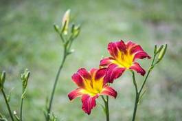 Obraz na płótnie red and yellow lily