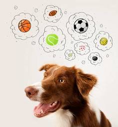 Plakat sport piłka nożna piłka zabawa pies
