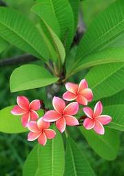 Naklejka roślina tropikalny lato natura kwiat
