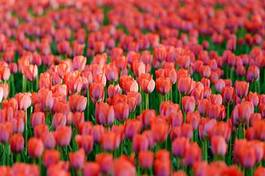 Plakat pole tulipan świeży