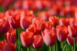 Plakat ogród pole lato tulipan kwiat