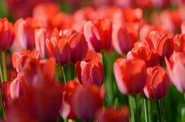 Plakat tulipan ogród świeży natura pole