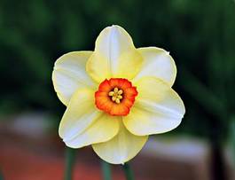 Plakat narcissus flower in the garden