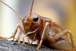 Plakat zwierzę świerszcz mokry owad entomologia