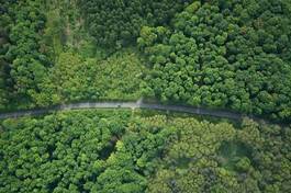 Naklejka drzewa droga samochód las autostrada