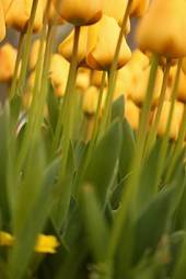 Naklejka tulipan pąk rosa miłość natura