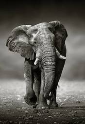Plakat stary natura słoń dziki