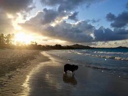 Plakat pies plaża chmura cień zmierzchu