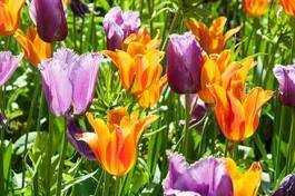 Naklejka roślina tulipan lato kwiat obraz