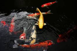 Plakat ogród natura zwierzę japonia ryba