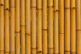 Obraz na płótnie ogród tajlandia natura bambus trawa