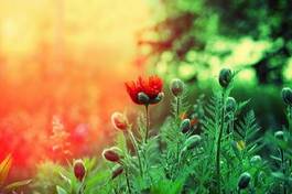 Obraz na płótnie świt ogród wiejski roślina słońce