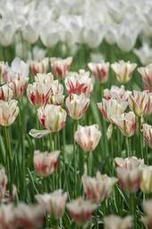 Naklejka kwiat tulipan ogród holandia park