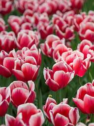 Plakat natura łąka tulipan