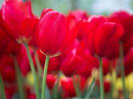 Naklejka bukiet roślina kwiat lato tulipan