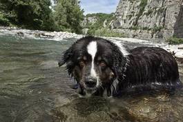 Obraz na płótnie woda pies zwierzę czarny biały