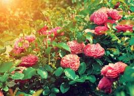 Plakat miłość piękny natura krzew lato