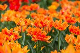 Plakat kwiat tulipan wiejski pole piękny