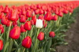 Obraz na płótnie pole tulipan słońce