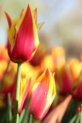 Plakat natura miłość tulipan pąk