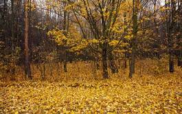 Fototapeta pejzaż krzew jesień wiejski drzewa