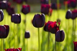 Obraz na płótnie roślina tulipan kwiat