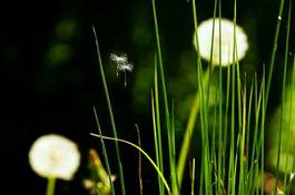 Naklejka kwiat pyłek trawa natura