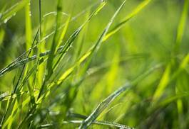 Naklejka pole trawa bokeh chwast zielony