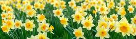 Plakat piękny kwitnący narcyz ogród