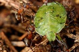 Obraz na płótnie armia natura rosja mrówka