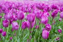 Plakat świeży pole tulipan roślina