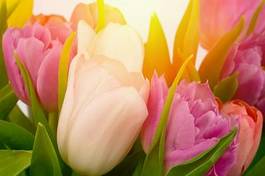 Naklejka kwiat natura piękny miłość tulipan