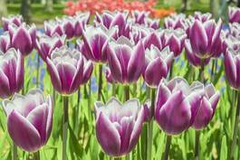 Plakat group purple tulips. spring landscape.