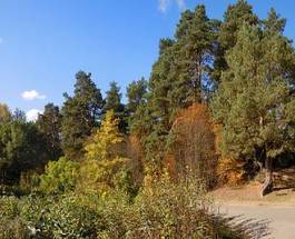 Obraz na płótnie jesień sosna natura roślina las